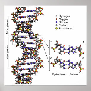 Struktur der DNA-Deoxyribonukleinsäure-Diagramm Poster