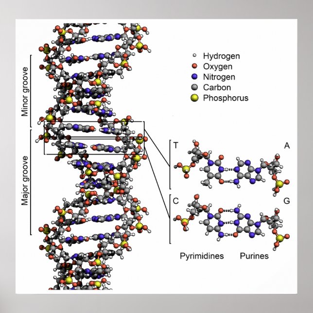 Struktur der DNA-Deoxyribonukleinsäure-Diagramm Poster (Vorne)