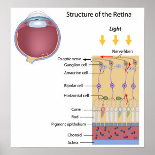Struktur des Retina-Posters Poster