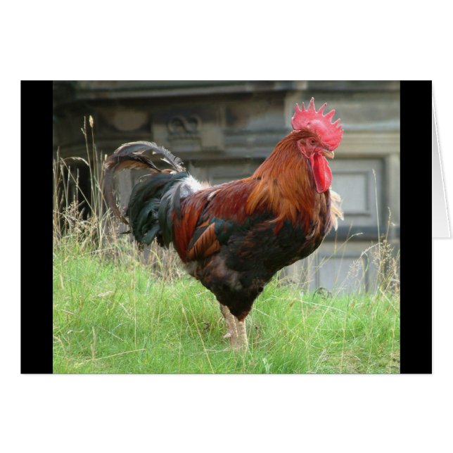 Strumpfen (Vorderseite (Horizontal))