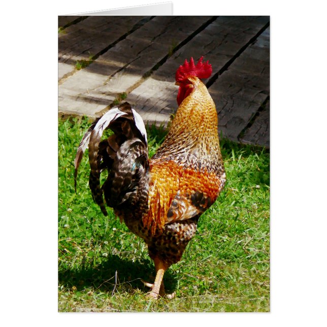 Strutting Rooster (Vorne)