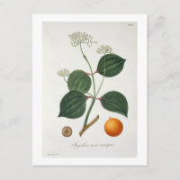 Strychnos nux vomica von "Phytographie Medicale"