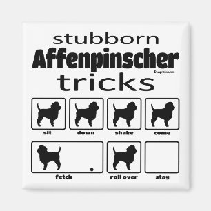 Stubborn Affenpinscher Tricks Magnet