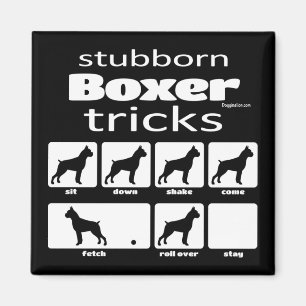 Stubborn Boxer Tricks Magnet