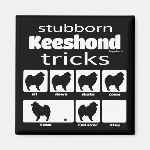 Stubborn Keeshond Tricks Magnet
