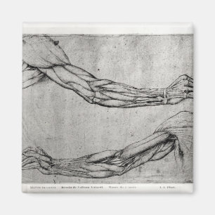 Studie der Arme Magnet