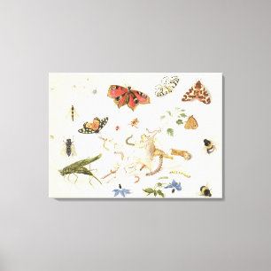 Studie der Insekten und der Blumen Leinwanddruck
