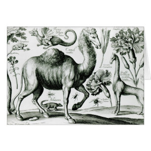 Studie der Tiere und der Blumen, graviert