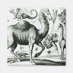 Studie der Tiere und der Blumen, graviert Magnet