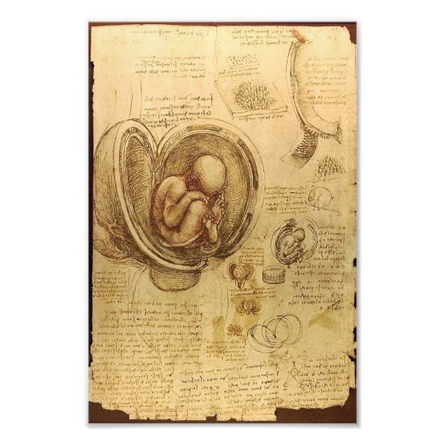 Studie des Babyfötus von Leonardo da Vinci Fotodruck (Vorne)