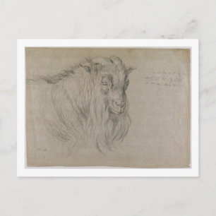 Studie des Leiters einer Ram (schwarz, sanguine & Postkarte