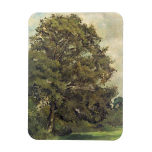 Studie einer Esche, c.1851 (Öl auf Papier auf Magnet