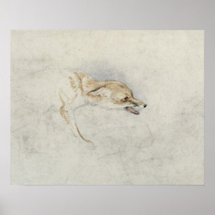 Studie eines Crouching Fox, nach rechts gerichtet Poster