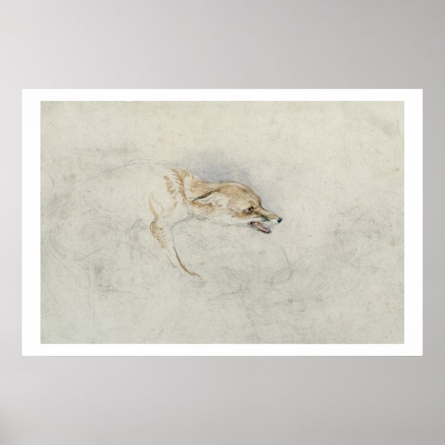 Studie eines Crouching Fox, nach rechts gerichtet  Poster (Vorne)
