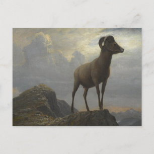 Studie eines Dickhornschafs von Albert Bierstadt Postkarte