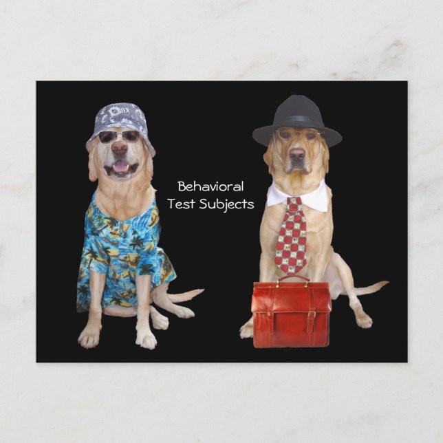 Studie über das Verhalten von Tieren/Labradoren/Hu Postkarte (Vorderseite)
