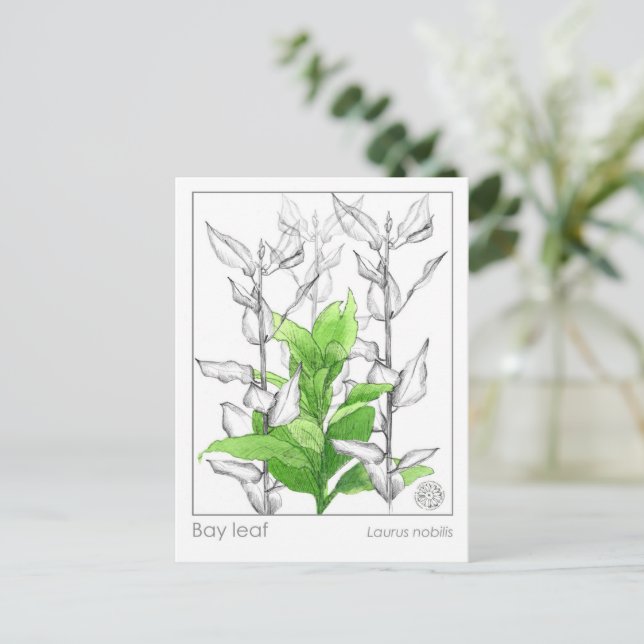 Studie über die Kräuterpflanze von Bay Leaf Materi Postkarte (Stehend Vorderseite)