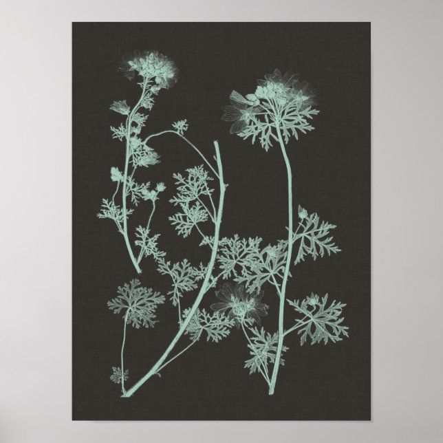 Studie über die Minze und die Kohle - Natur IV Poster (Vorne)