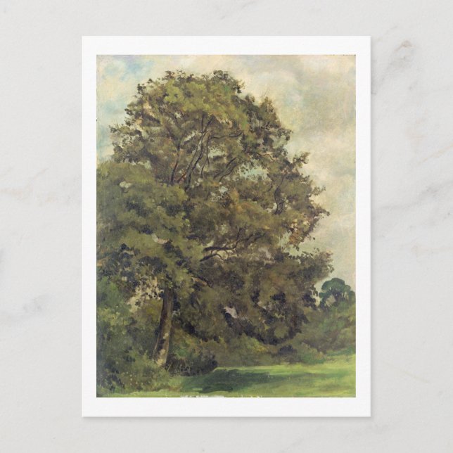 Studie über eine Asche Tree, c.1851 (Öl auf Papier Postkarte (Vorderseite)
