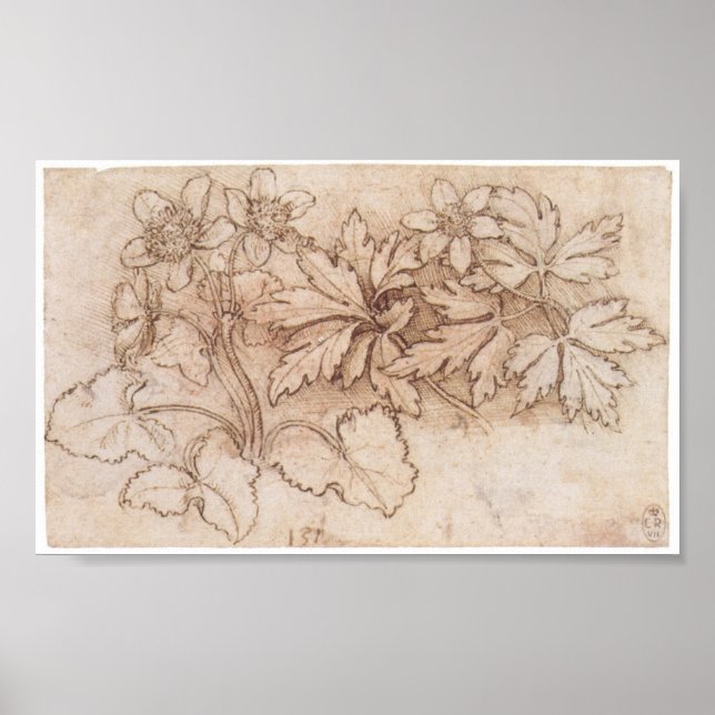 Studie über zwei Pflanze, Leonardo Da Vinci Poster (Vorne)
