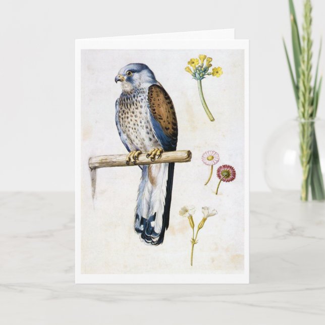 Studie von Kestrel und Blume, Arcimboldo Karte (Vorderseite)