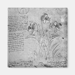 Studien der Viola Magnet