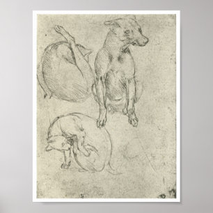Studien über Hunde und Katzen, Leonardo Da Vinci Poster