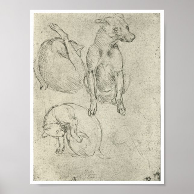 Studien über Hunde und Katzen, Leonardo Da Vinci Poster (Vorne)