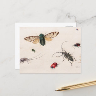 Studien über Insekten durch Johannes Bronckhorst Postkarte