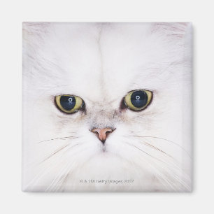 Studio-Aufnahme der weißen Perserkatze Magnet