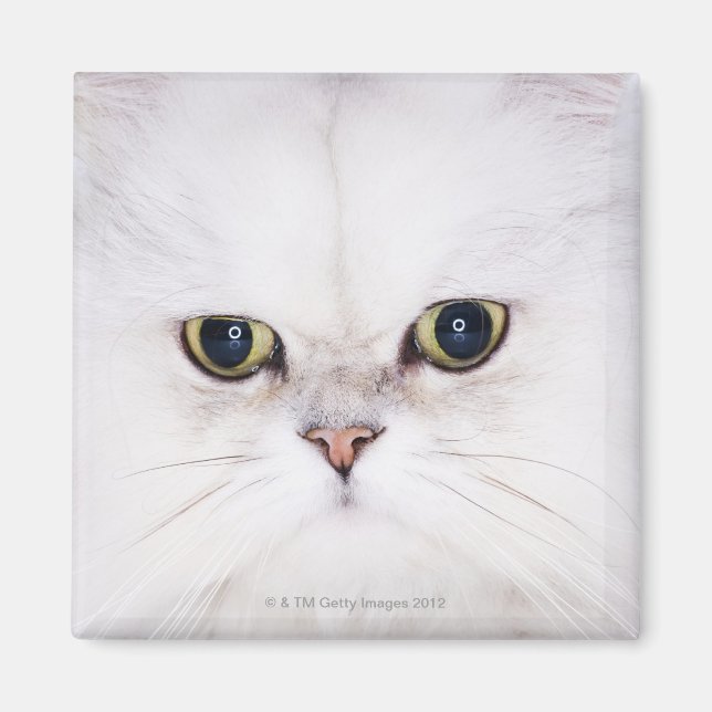 Studio-Aufnahme der weißen Perserkatze Magnet (Vorne)