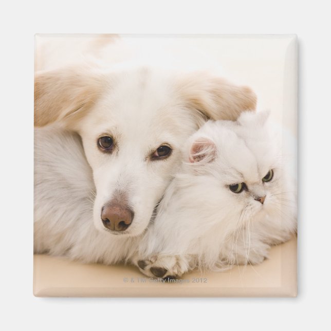 Studio-Aufnahme von Katze und Hund Magnet (Vorne)