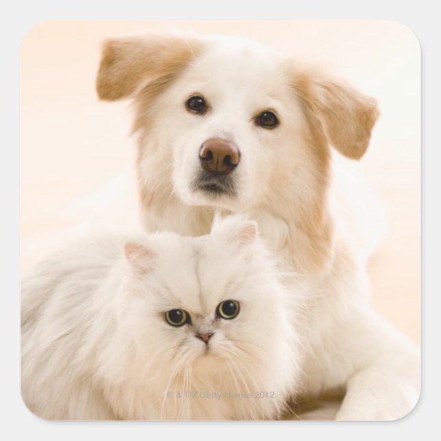 Studio-Aufnahme von Katze und Hund Quadratischer Aufkleber (Vorderseite)