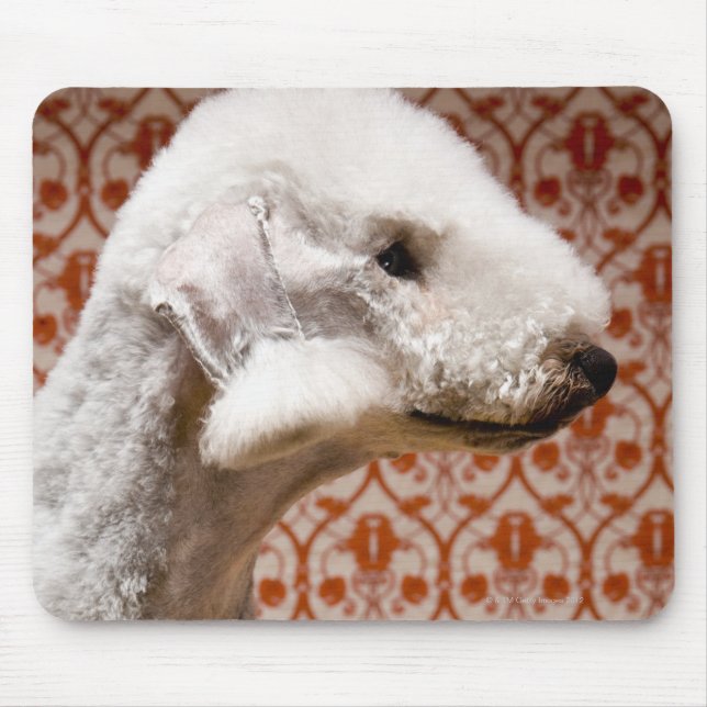 Studio-Foto von Bedlington Terrier Mousepad (Vorne)
