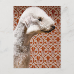 Studio-Foto von Bedlington Terrier Postkarte
