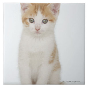 Studio geschossen vom Kätzchen Fliese