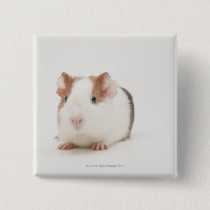 Studio geschossen vom Meerschweinchen Button