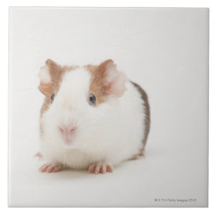 Studio geschossen vom Meerschweinchen Fliese
