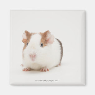 Studio geschossen vom Meerschweinchen Magnet