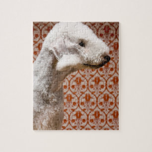 Studio geschossen von Bedlington Terrier