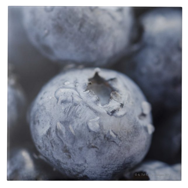 Studio geschossen von Blaubeeren 2 Fliese (Vorderseite)