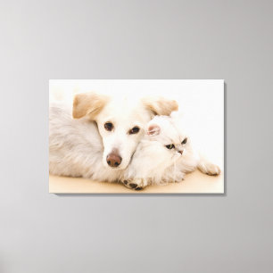 Studio geschossen von der Katze und vom Hund Leinwanddruck