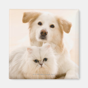 Studio geschossen von der Katze und vom Hund Magnet