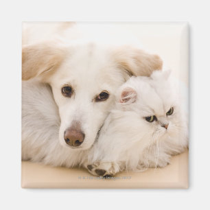 Studio geschossen von der Katze und vom Hund Magnet
