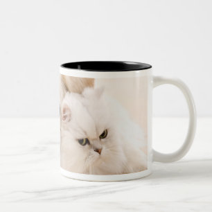 Studio geschossen von der Katze und vom Hund Zweifarbige Tasse