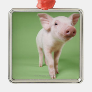 Studio herausgeschnitten von einem Ferkel stehend Ornament Aus Metall