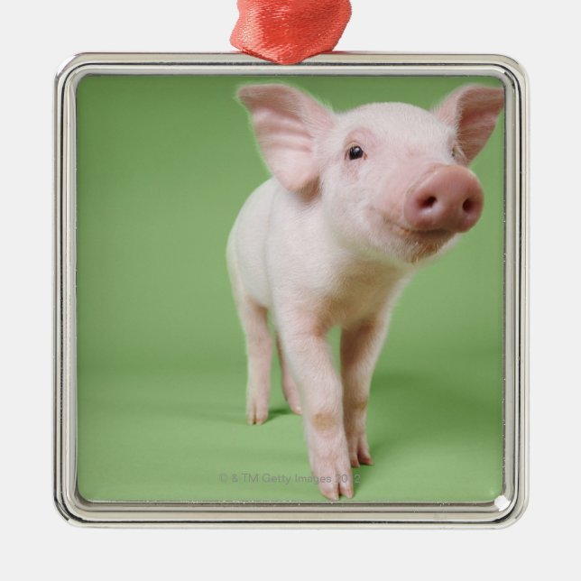 Studio herausgeschnitten von einem Ferkel stehend Ornament Aus Metall (Vorne)