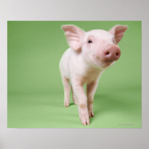 Studio herausgeschnitten von einem Ferkel stehend Poster