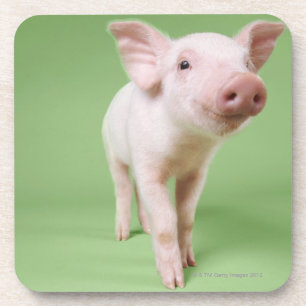 Studio herausgeschnitten von einem Ferkel stehend Untersetzer