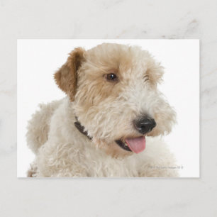 Studio-Portrait von Wheaten Terrier Welpe Postkarte